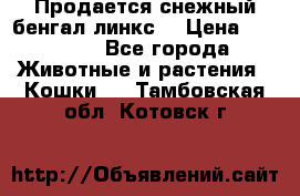 Продается снежный бенгал(линкс) › Цена ­ 25 000 - Все города Животные и растения » Кошки   . Тамбовская обл.,Котовск г.